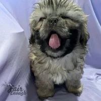 JOSEY, a female Shih Tzu for sale in Crowley, TX – Photo 3 of 4