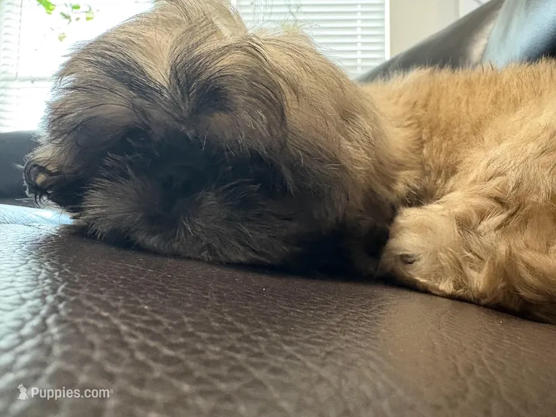 JOSEY – Shih Tzu puppy for sale in Crowley, TX