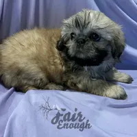 JOSEY, a female Shih Tzu for sale in Crowley, TX – Photo 2 of 4