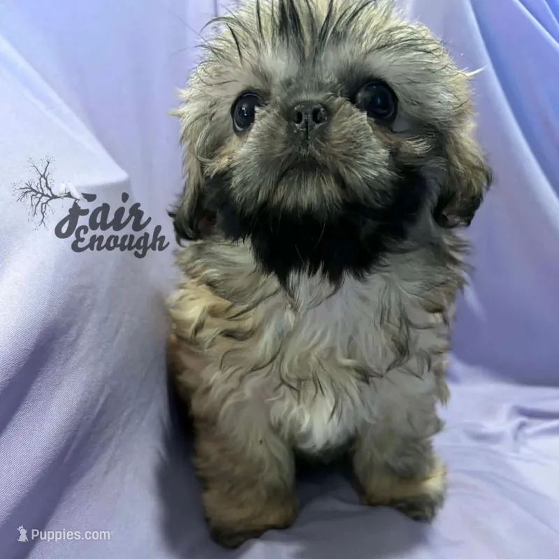 JOSEY – Shih Tzu puppy for sale in Crowley, TX