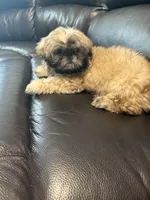 JOSEY, a female Shih Tzu for sale in Crowley, TX – Photo 6 of 6