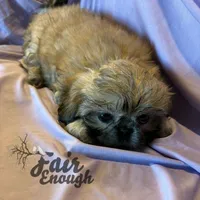 JOSEY, a female Shih Tzu for sale in Crowley, TX – Photo 4 of 4