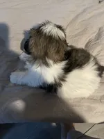Rocky, a male Shih Tzu for sale in Crowley, TX – 3 of 5