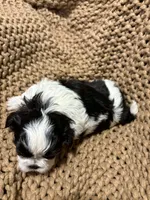 Oreo, a female Shih Tzu for sale in Crowley, TX – Photo 4 of 5