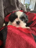 Oreo, a female Shih Tzu for sale in Crowley, TX – Photo 2 of 5