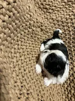 Oreo, a female Shih Tzu for sale in Crowley, TX – Photo 5 of 5