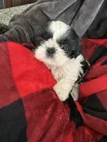 Oreo, a female Shih Tzu for sale in Crowley, TX – Photo 3 of 5
