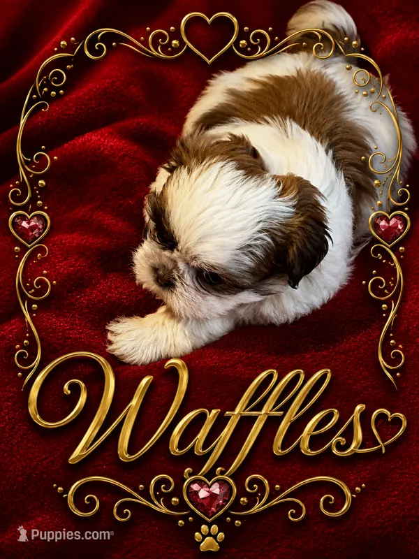 Waffles – Shih Tzu puppy for sale in Crowley, TX