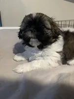 Travis, a male Shih Tzu for sale in Crowley, TX – 4 of 6
