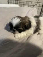 Rocky, a male Shih Tzu for sale in Crowley, TX – 5 of 5