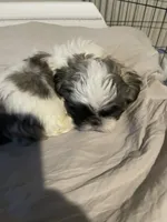 Rico, a male Shih Tzu for sale in Crowley, TX – 2 of 5