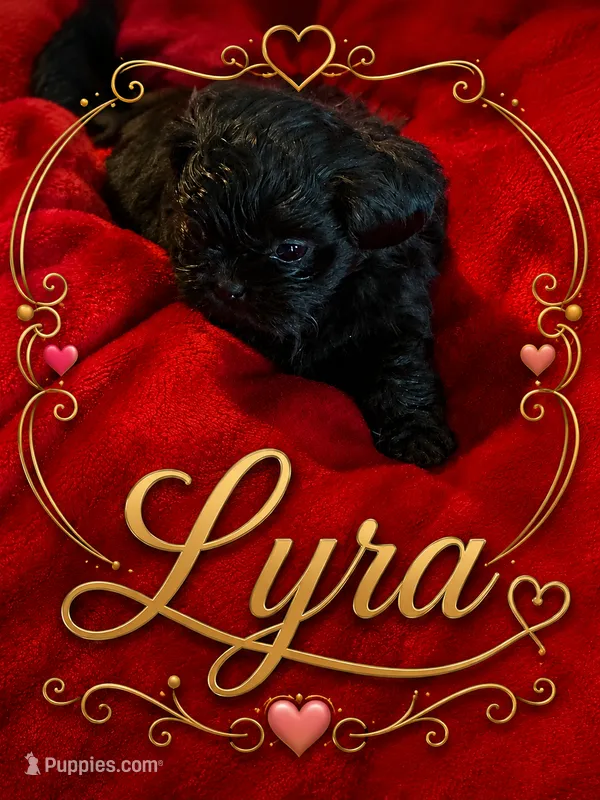 Lyra – Shih Tzu puppy for sale in Crowley, TX