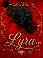 Lyra, a female Shih Tzu for sale in Crowley, TX – 1 of 1