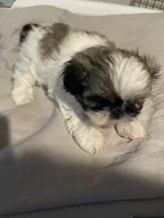 Lola, a female Shih Tzu for sale in Crowley, TX – 4 of 6