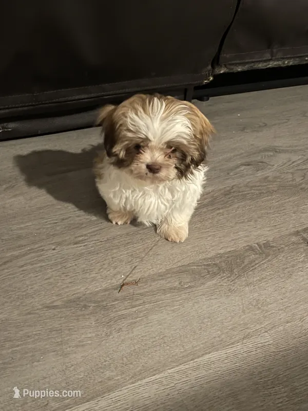 Sally – Shih Tzu puppy for sale in Crowley, TX