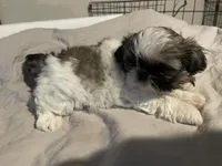 Lola, a female Shih Tzu for sale in Crowley, TX – 6 of 6