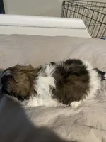 Travis, a male Shih Tzu for sale in Crowley, TX – 3 of 6