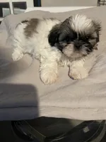 Lola, a female Shih Tzu for sale in Crowley, TX – 2 of 6