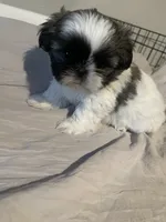 Rocky, a male Shih Tzu for sale in Crowley, TX – 4 of 5