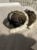 Travis, a male Shih Tzu for sale in Crowley, TX – 5 of 6