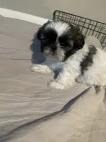 Rocky, a male Shih Tzu for sale in Crowley, TX – 2 of 5