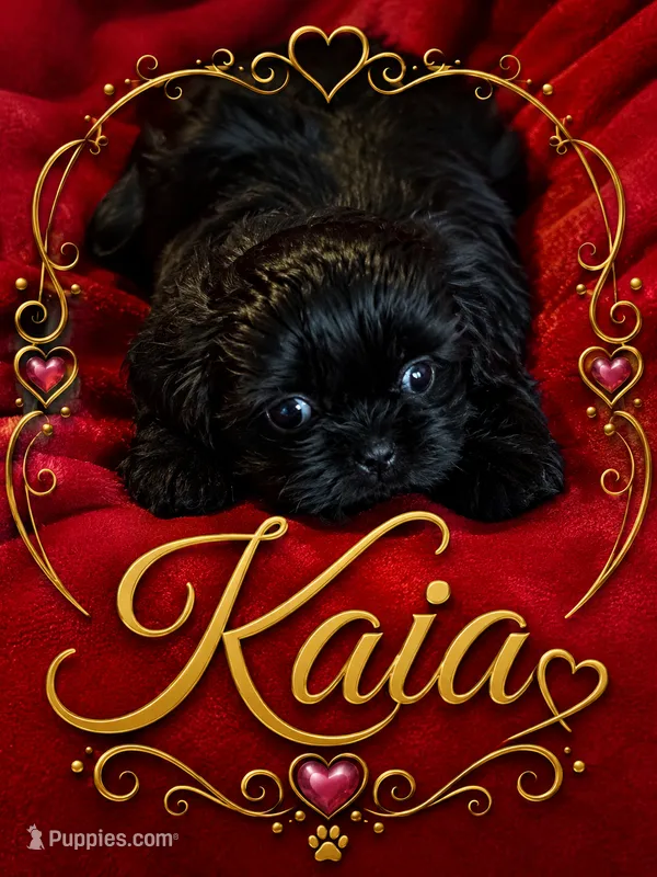 Kaia – Shih Tzu puppy for sale in Crowley, TX