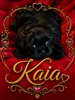 Kaia, a female Shih Tzu for sale in Crowley, TX – 1 of 1