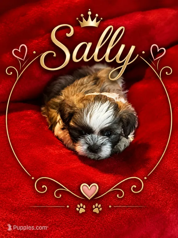 Sally – Shih Tzu puppy for sale in Crowley, TX