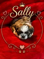 Sally, a female Shih Tzu for sale in Crowley, TX – 1 of 1
