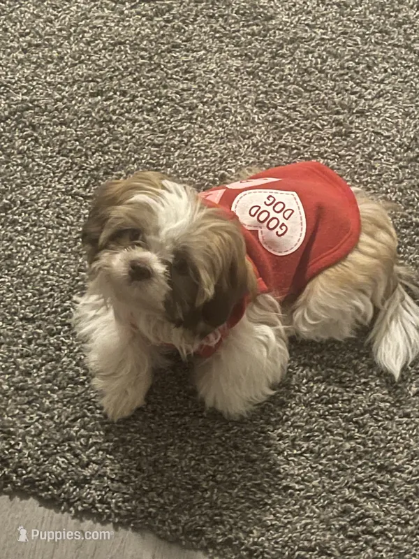 Sally – Shih Tzu puppy for sale in Crowley, TX