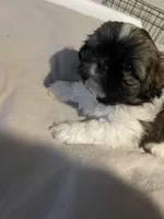 Travis, a male Shih Tzu for sale in Crowley, TX – 6 of 6