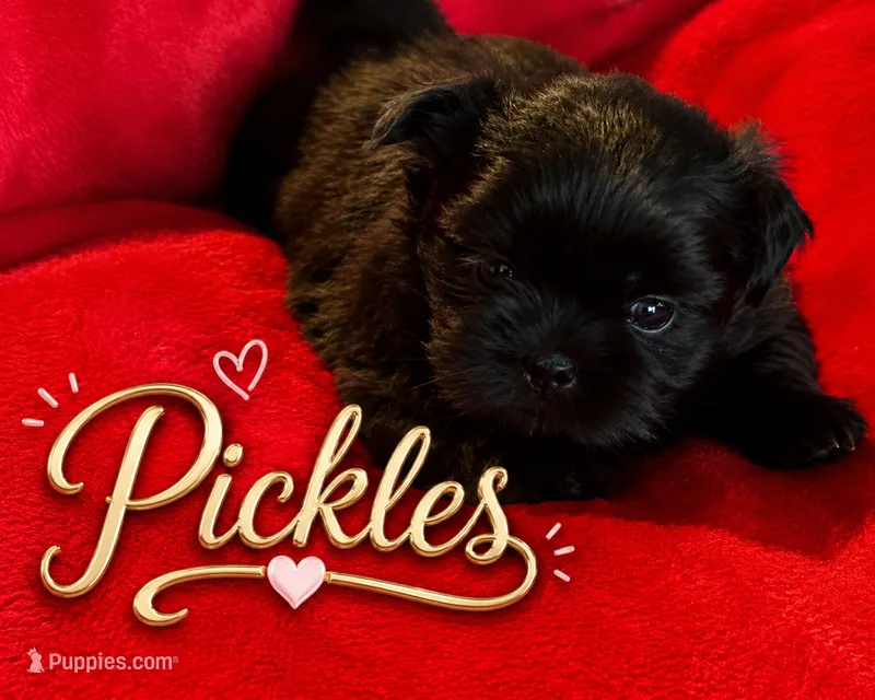 Pickles – Shih Tzu puppy for sale in Crowley, TX