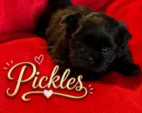 Pickles, a female Shih Tzu for sale in Crowley, TX – 1 of 1