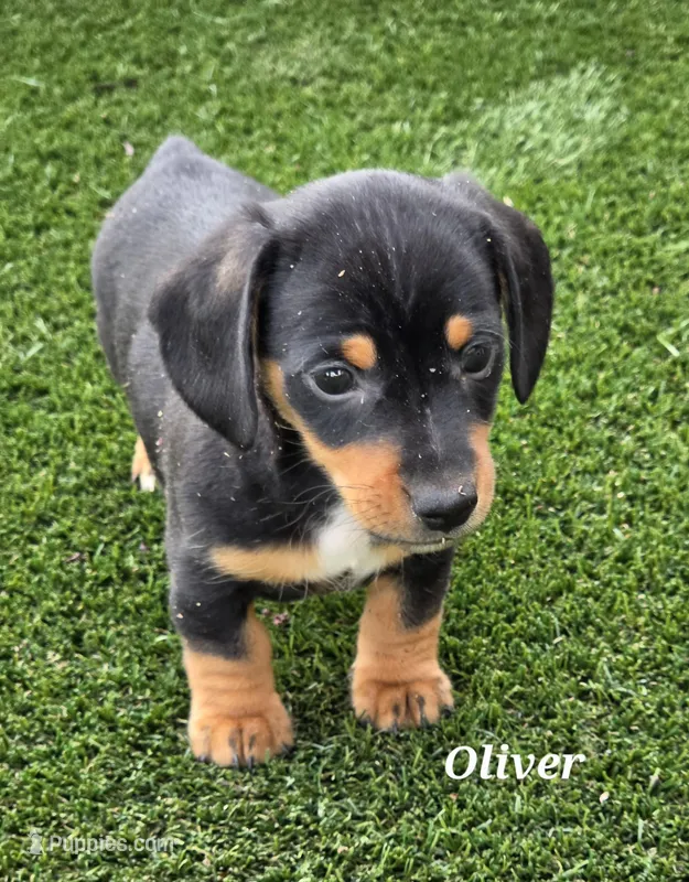 Oliver – Miniature Dachshund puppy for sale in Paris, MO