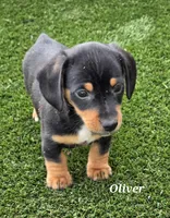 Oliver, a male Miniature Dachshund for sale in Paris, MO – Photo 1 of 3