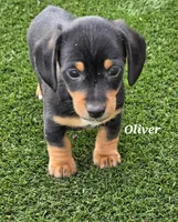 Oliver, a male Miniature Dachshund for sale in Paris, MO – Photo 3 of 3