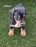 Oliver, a male Miniature Dachshund for sale in Paris, MO – Photo 2 of 3