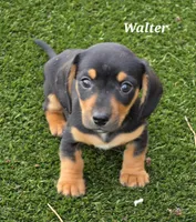 Walter, a male Miniature Dachshund for sale in Paris, MO – Photo 3 of 3