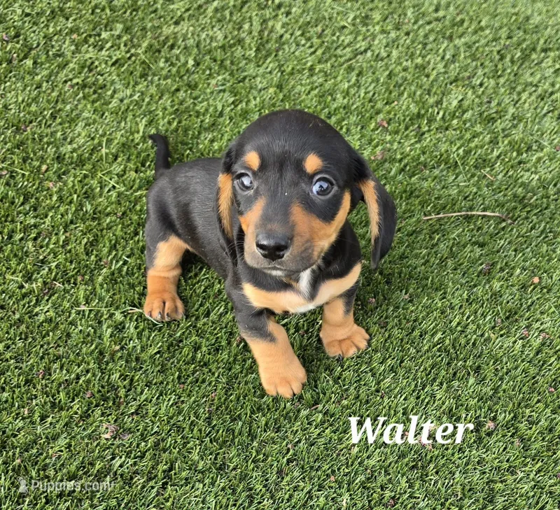 Walter, a male Miniature Dachshund for sale in Paris, MO – Photo 1 of 3