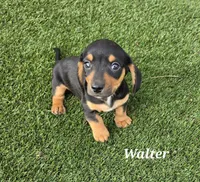 Walter, a male Miniature Dachshund for sale in Paris, MO – Photo 1 of 3