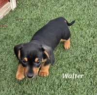 Walter, a male Miniature Dachshund for sale in Paris, MO – Photo 2 of 3