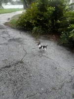 Button , a female Chihuahua for sale in Saint Petersburg, FL – 3 of 3