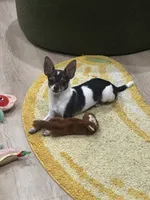 Button , a female Chihuahua for sale in Saint Petersburg, FL – 1 of 3