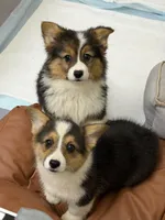 Lili, a female Pembroke Welsh Corgi for sale in Sacramento, CA – Photo 2 of 3