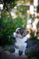 Fluff Lili, a female Pembroke Welsh Corgi for sale in Sacramento, CA – Photo 3 of 4