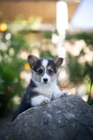 Fluff Lili, a female Pembroke Welsh Corgi for sale in Sacramento, CA – Photo 1 of 4