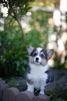 Fluff Lili, a female Pembroke Welsh Corgi for sale in Sacramento, CA – Photo 2 of 4