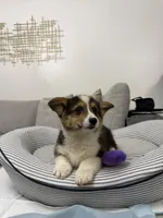 Lili, a female Pembroke Welsh Corgi for sale in Sacramento, CA – Photo 1 of 3