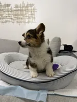 Lili, a female Pembroke Welsh Corgi for sale in Sacramento, CA – Photo 3 of 3