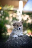 Naomi, a female Pembroke Welsh Corgi for sale in Sacramento, CA – Photo 3 of 3